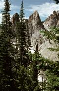 abies lasiocarpa